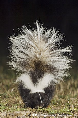 striped skunk with tail raised in the grass