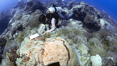 A diver studies the bleached coral