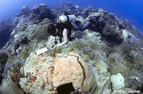 A diver studies the bleached coral