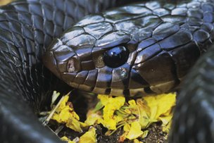black texas indigo snake curled up on leaves