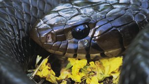 black texas indigo snake curled up on leaves