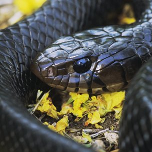 black texas indigo snake curled up on leaves