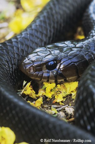 black texas indigo snake curled up on leaves