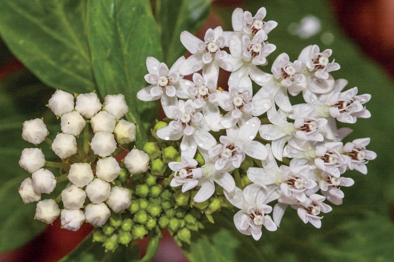 texas milkweed with white flowers and green leaves