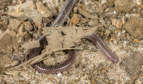 Brown Texas Blind Snake camouflaged by brown leaves as it slithers over the ground