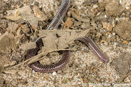 Brown Texas Blind Snake camouflaged by brown leaves as it slithers over the ground