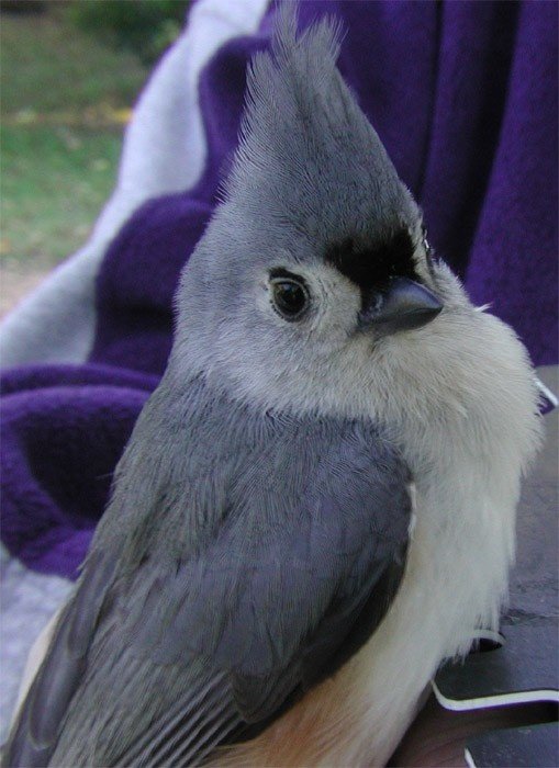 grey and white titmouse perched on an arm in a purple and grey shirt