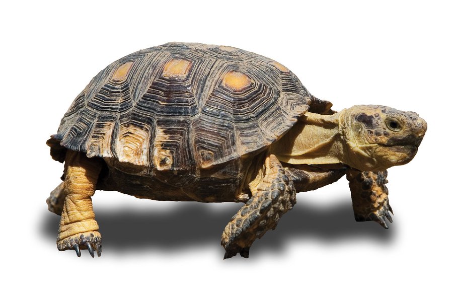Picture of a tortoise with a white background.