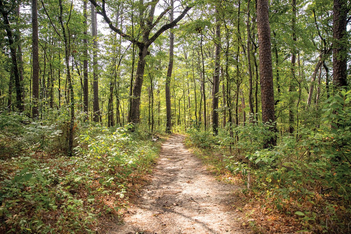 Caddo Forest Trail
