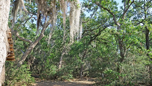 trail with moss draped trees
