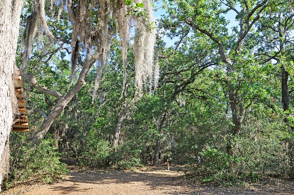trail with moss draped trees
