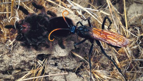trantula wasp biting a tarantulas hind leg