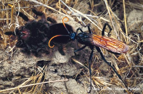 trantula wasp biting a tarantulas hind leg
