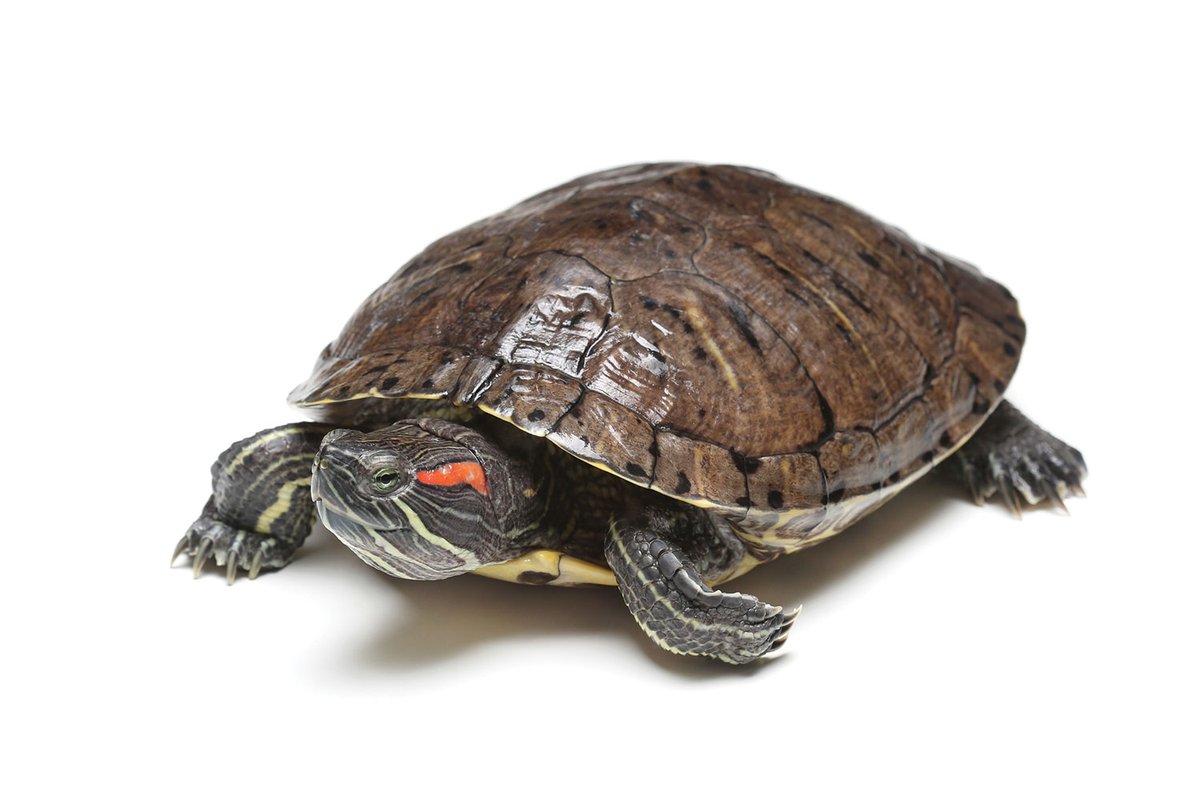 picture of a turtle on with a white background.