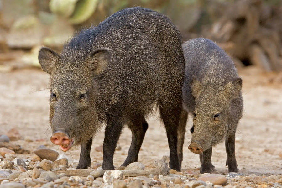 two javalina standing on dirt