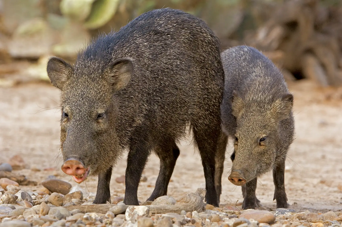 two javalina standing on dirt