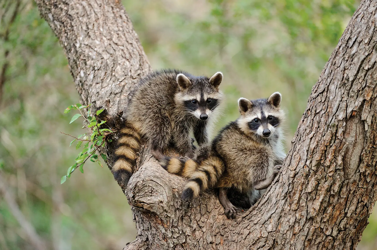 two raccoons in a tree