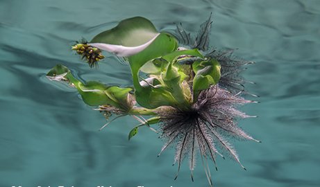 water hyacinth floating in the water