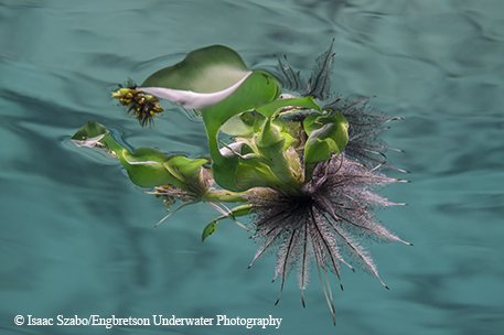 water hyacinth floating in the water