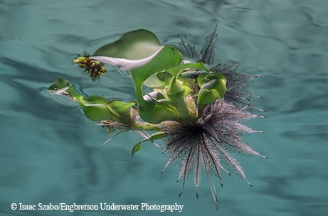 water hyacinth floating in the water