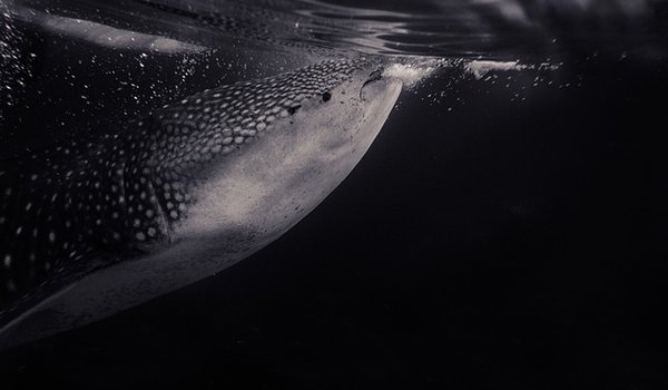 whale shark at the surface of the water coming up for air.