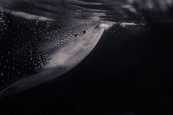 whale shark at the surface of the water coming up for air.