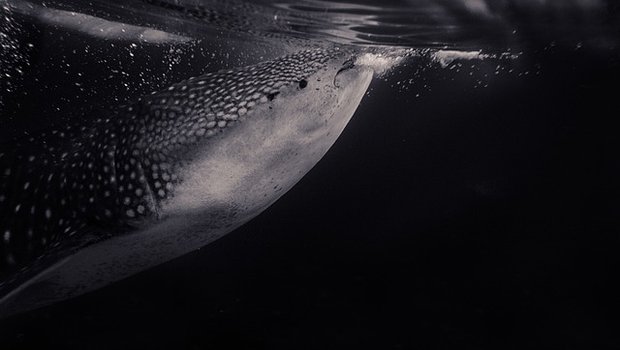 whale shark at the surface of the water coming up for air.