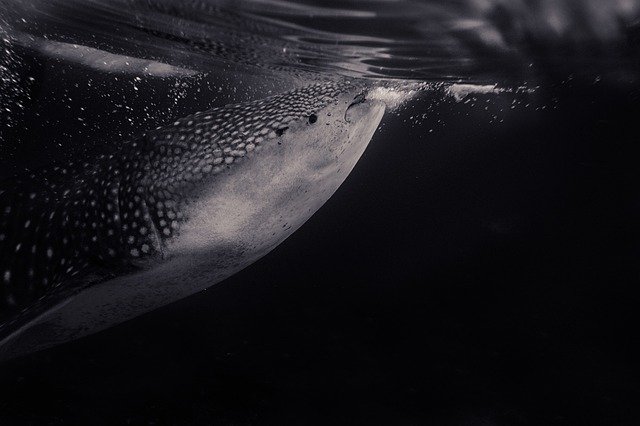 whale shark at the surface of the water coming up for air.