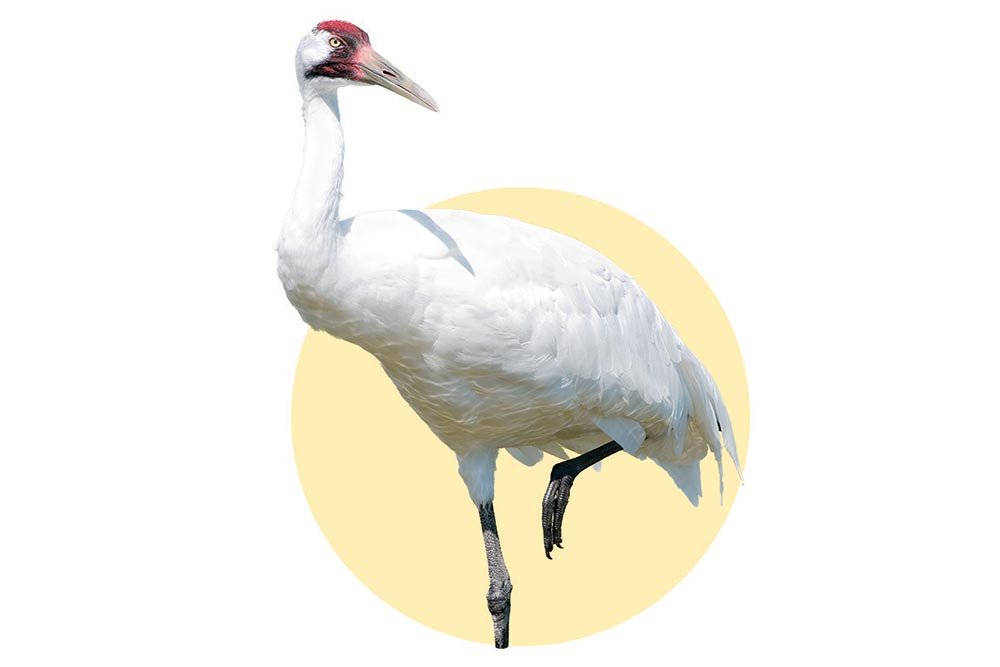A whooping crane