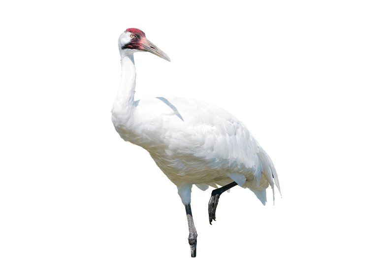 Whooping Crane