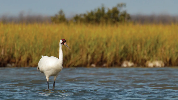 whooping crane standing in water with tall grass in the background