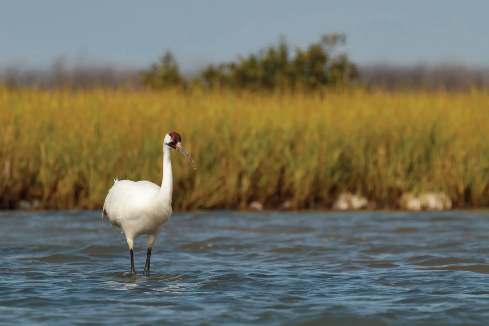 whooping crane standing in water with tall grass in the background
