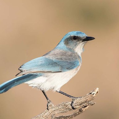 Woodhouse's scrub-jay