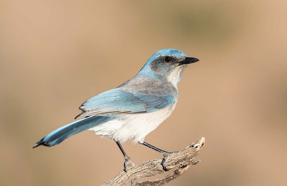 Woodhouse's scrub-jay