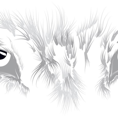 gray sketch illustration of wolf eyes