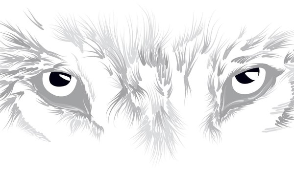 gray sketch illustration of wolf eyes