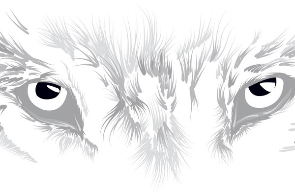gray sketch illustration of wolf eyes