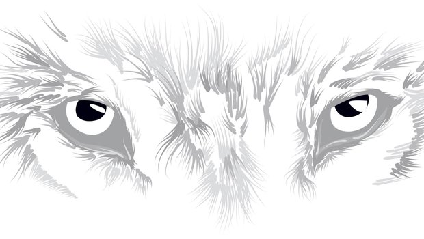 gray sketch illustration of wolf eyes