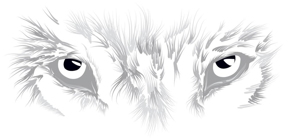 gray sketch illustration of wolf eyes