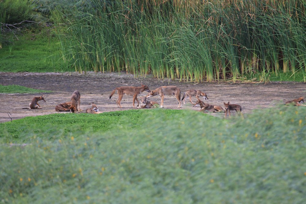 A pack of Galveston Canines in a clearing with tall bamboo in the distance