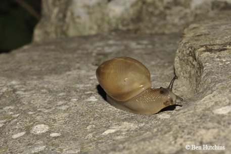 wolf snail crawling on rocky ledge.