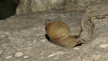 wolf snail crawling on rocky ledge.