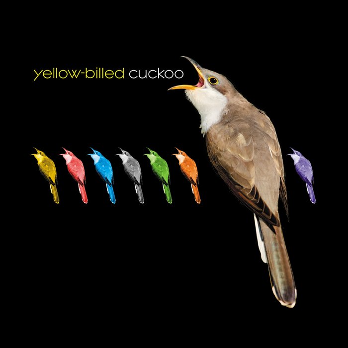 the words yellow billed cuckoo printed as going into the image of a yellow billed cuckoo. the images of smaller cuckoos in varying colors  are represented on either side.