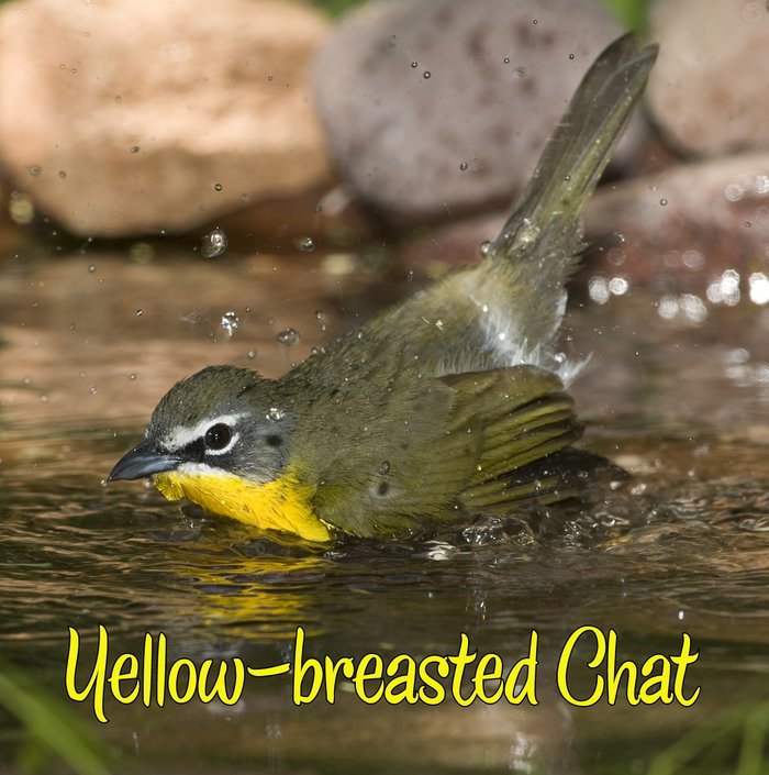 yellow breasted Chat bathing in water with a rocky background