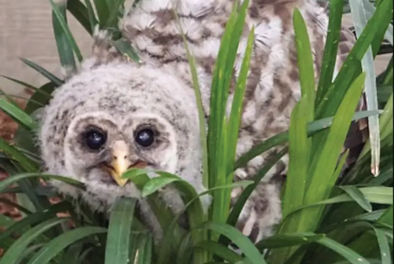 young owl in a grassy bush