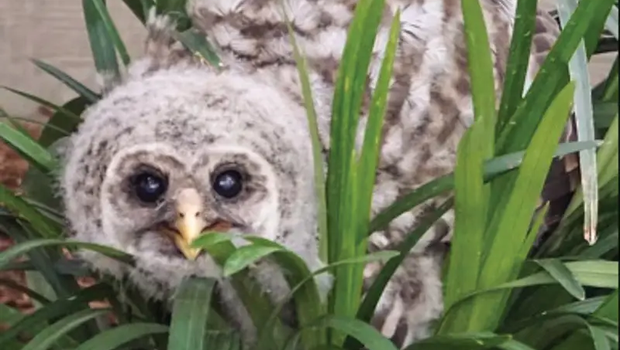 young owl in a grassy bush