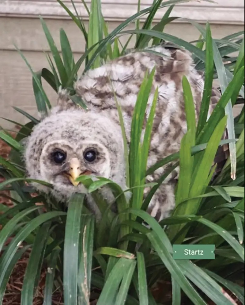 young owl in a grassy bush