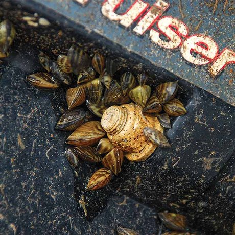 zebra-mussels