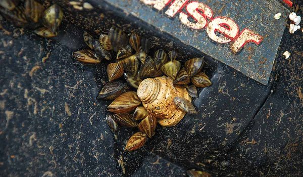 zebra-mussels