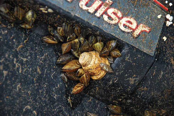zebra-mussels